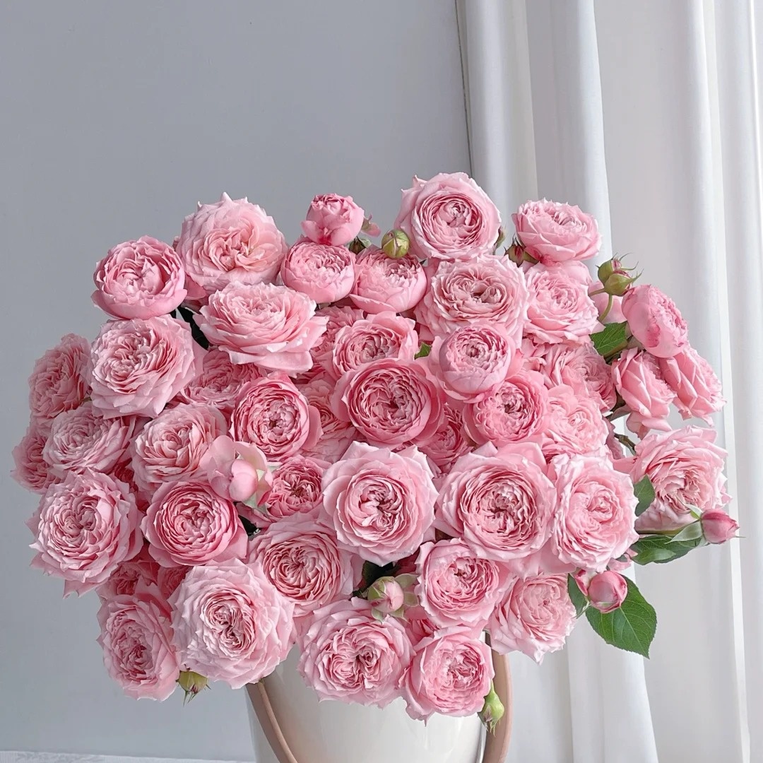 【云台优选】朱丽叶塔多头玫瑰  两单发京东冷链/EMS空运