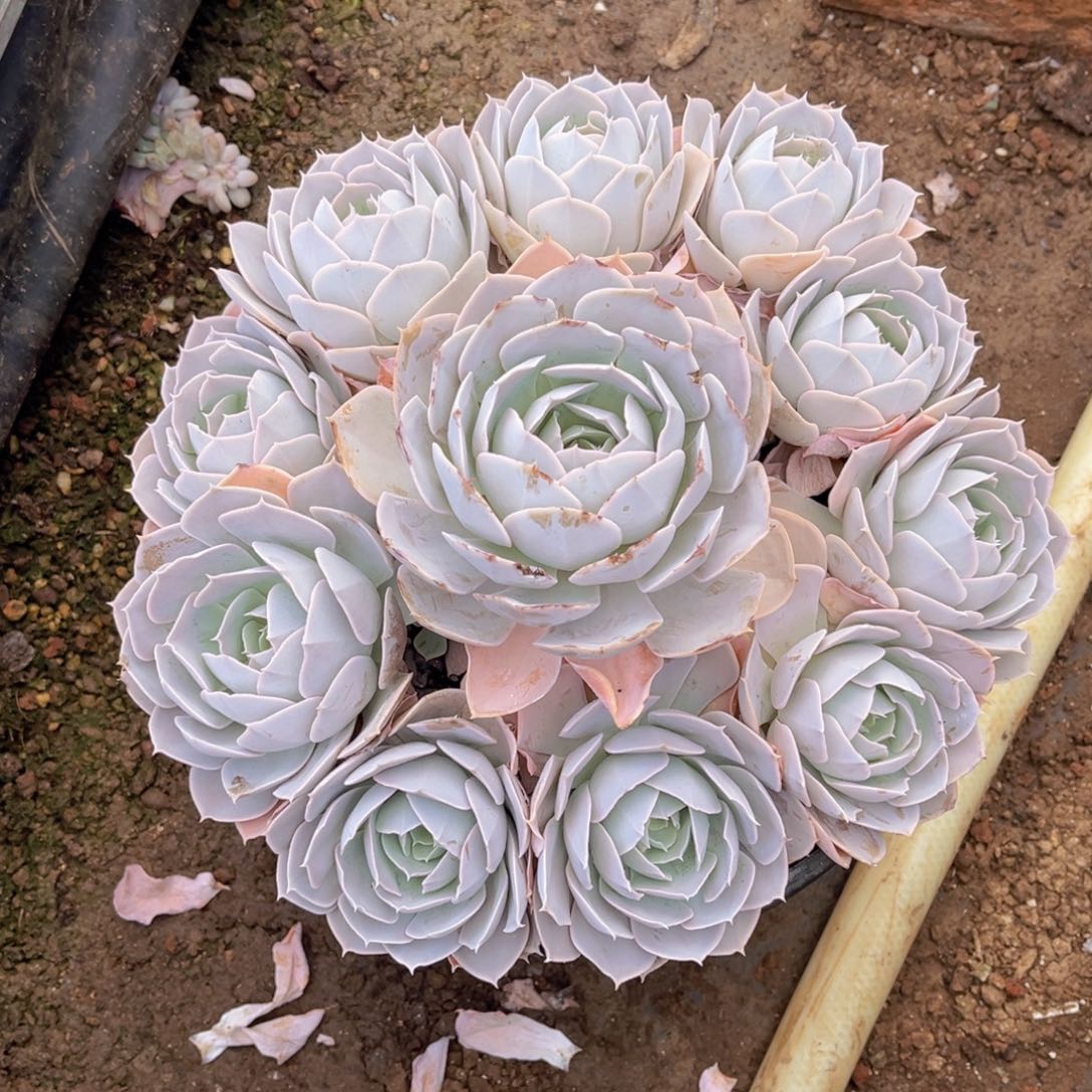 圣卡洛斯大群，官服25