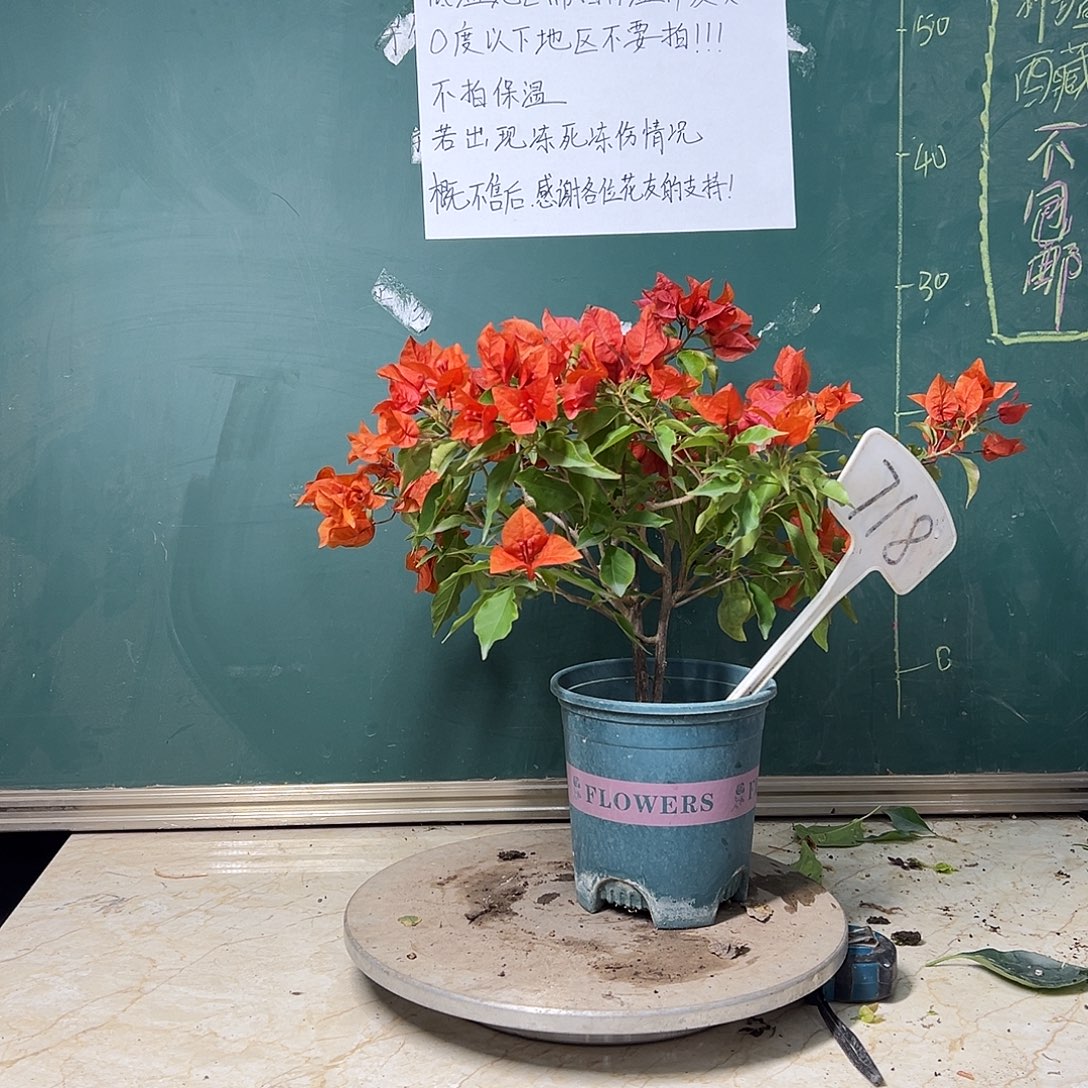 完全开放热火桑巴 718