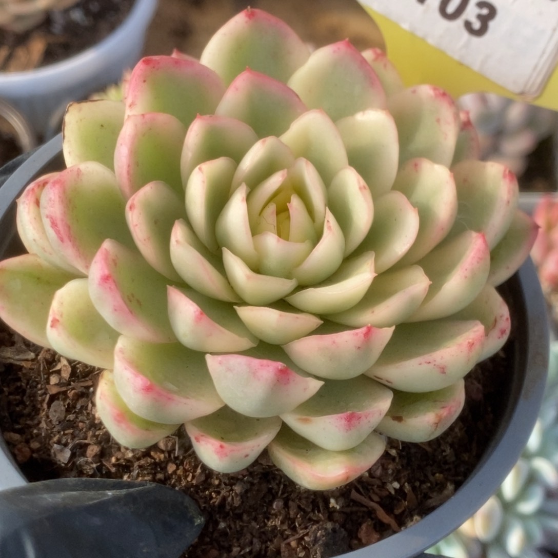 103黄玫瑰锦锦锦锦锦