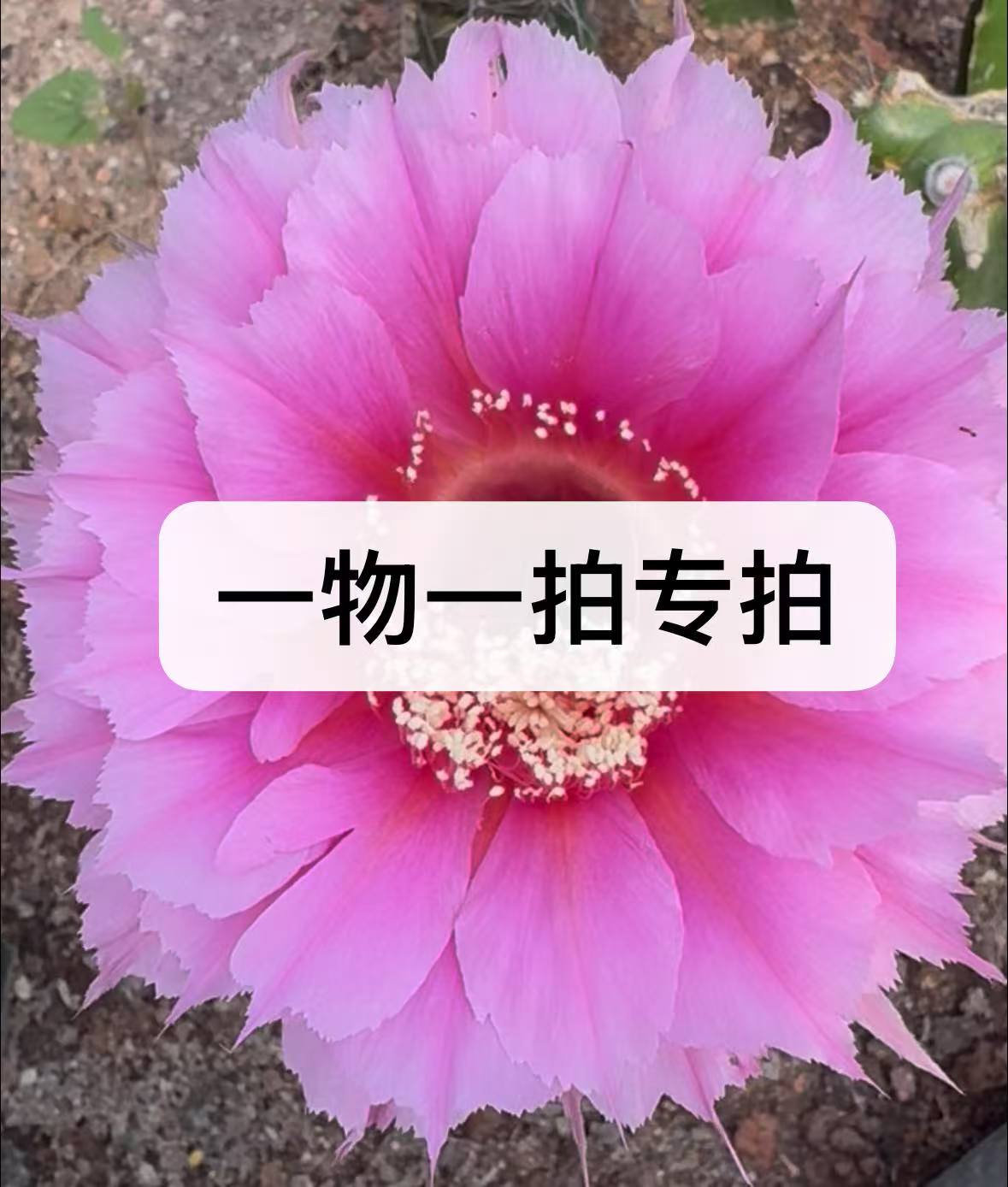 六六园艺仙人球专拍链接，平时拍下无效。