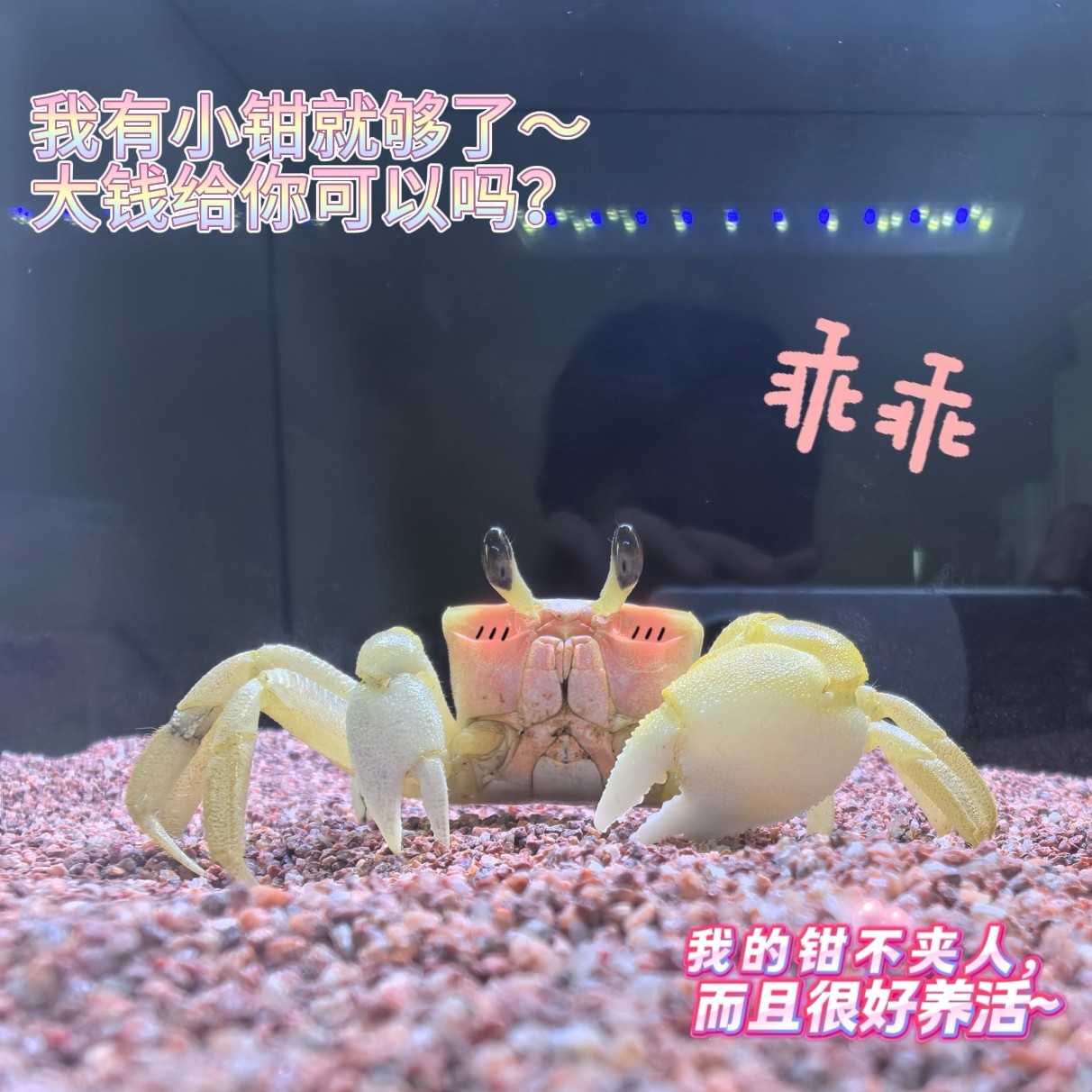 大眼萌宠中华沙蟹懒人易养爬宠蟹观赏蟹小朋友可以温顺可爱宠物蟹