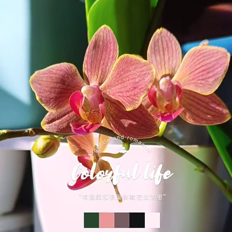 日升蝴蝶兰花苗不带花剑2.8寸杯(容易变异)