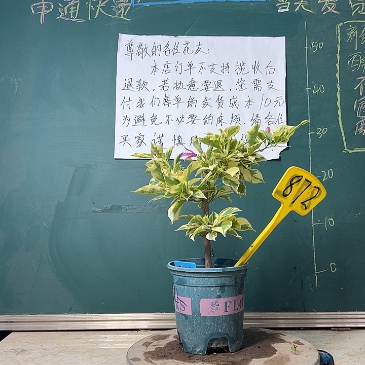 完全开放 哭泣的美人  872