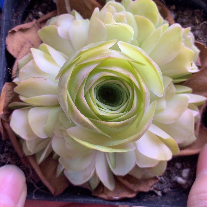 一物一拍星辰油画165