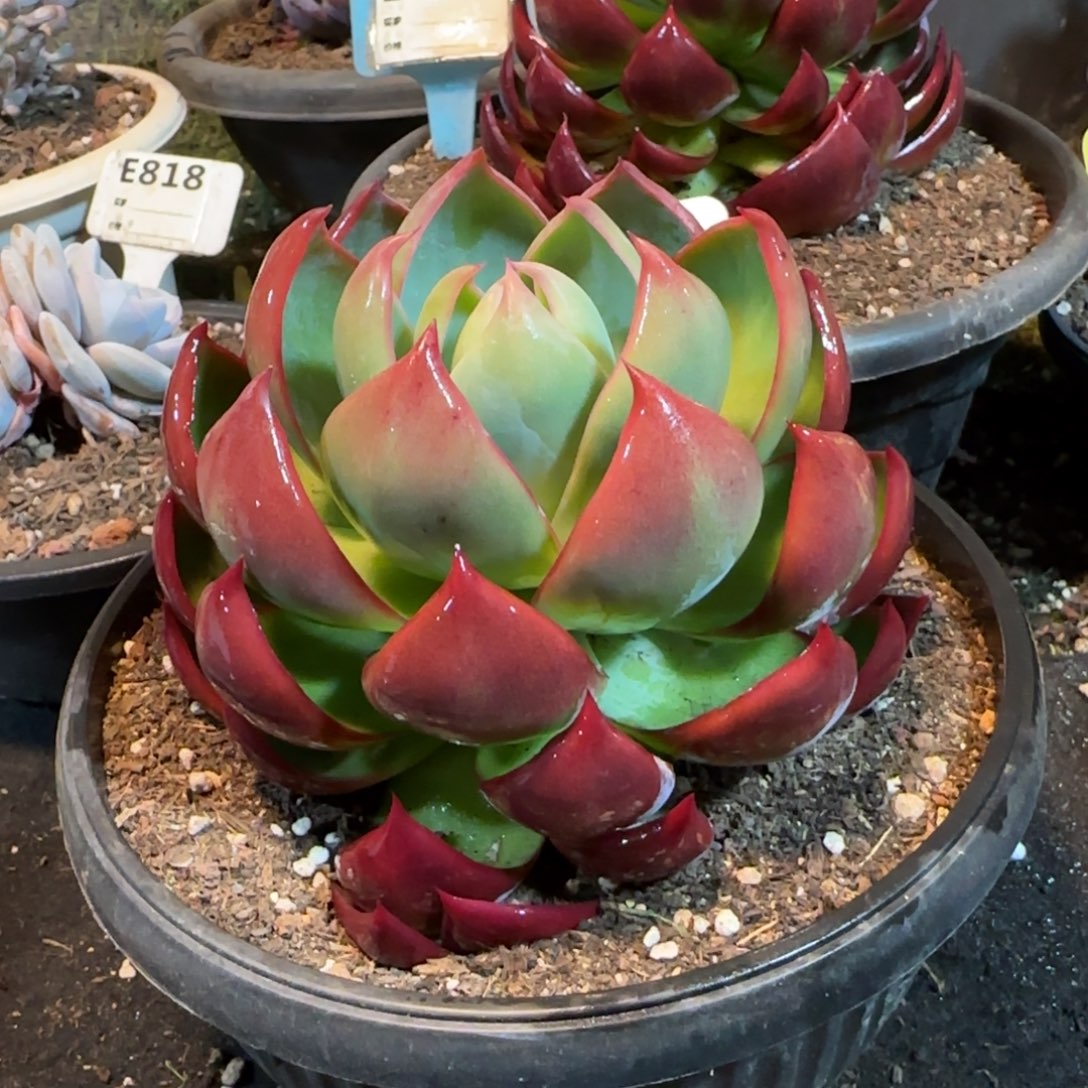 内购惊鸿一物一拍包装收缩花旱439