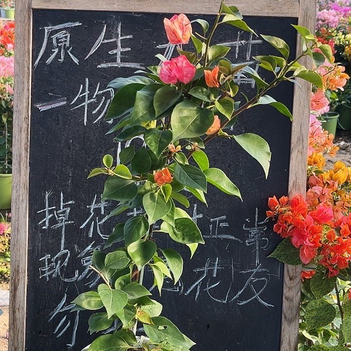 完全开放三角梅啊朱娜