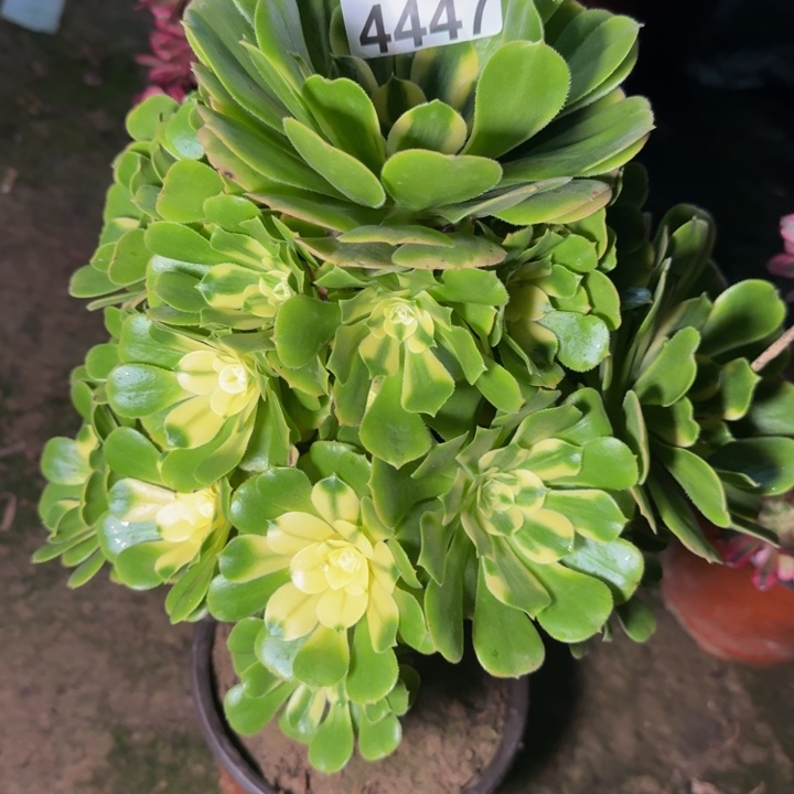 4447辛尼亚多肉植物