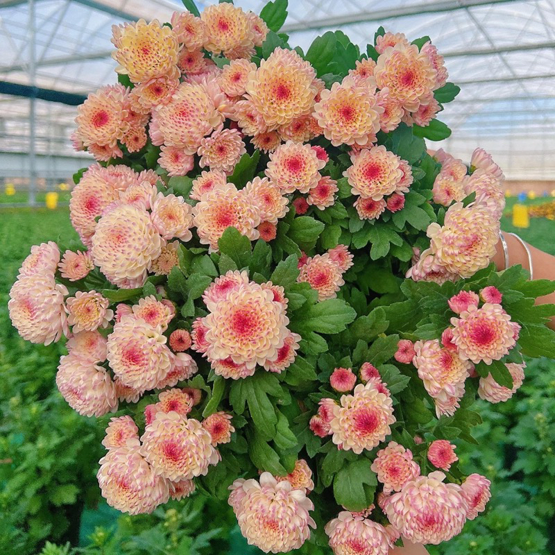 宝莲灯浅粉小雏菊盆栽网红花卉绿植多年生好养活阳台庭院耐热耐寒