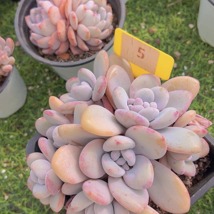 幸**猪健健康康平平安安