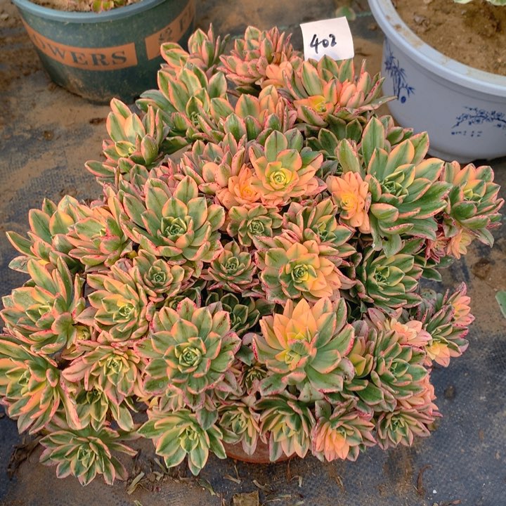 402甜茶锦捧花朵朵