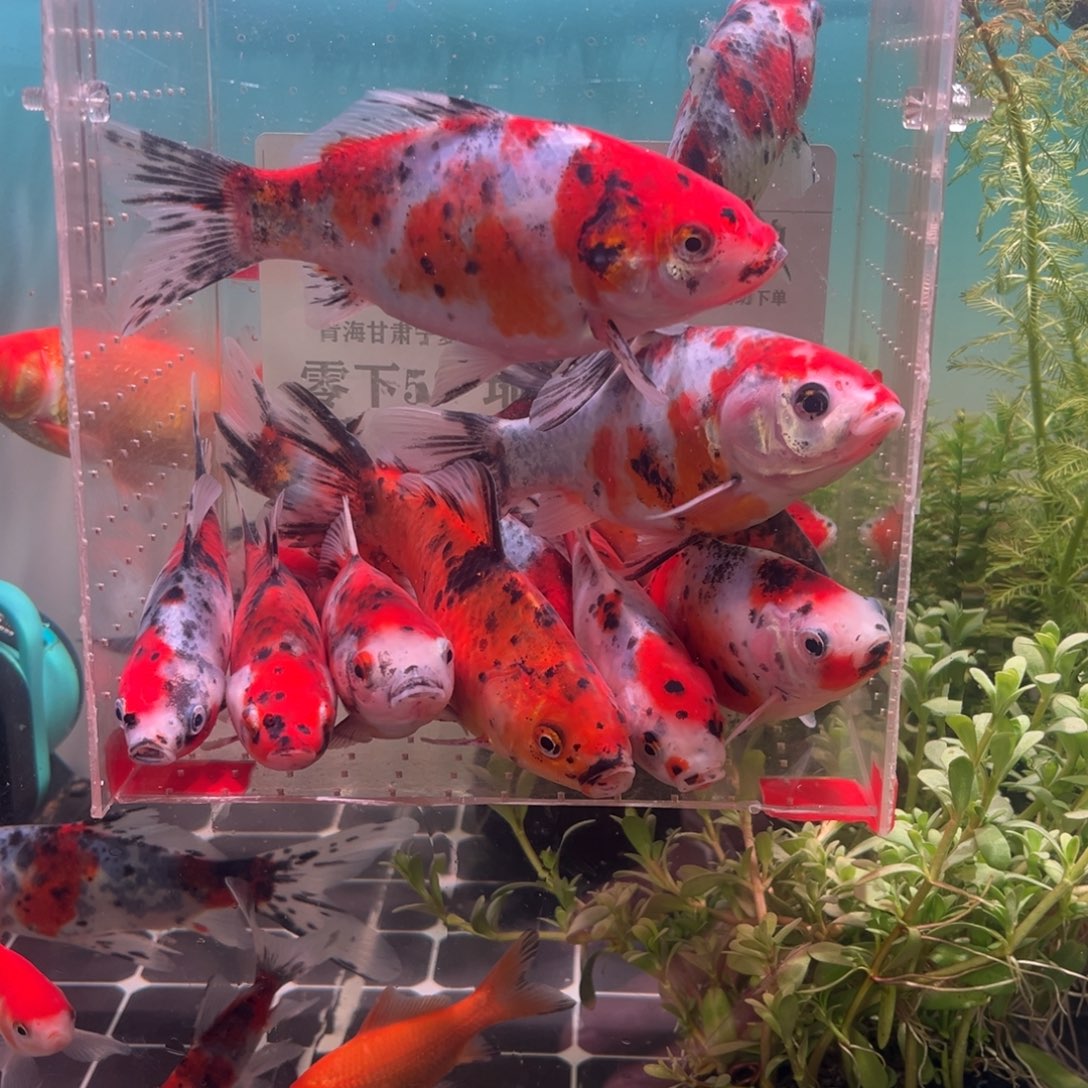 海水鱼91号和78号我就可以了吧