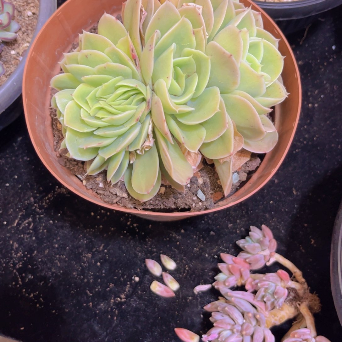 星纳塔缀化哦好好好