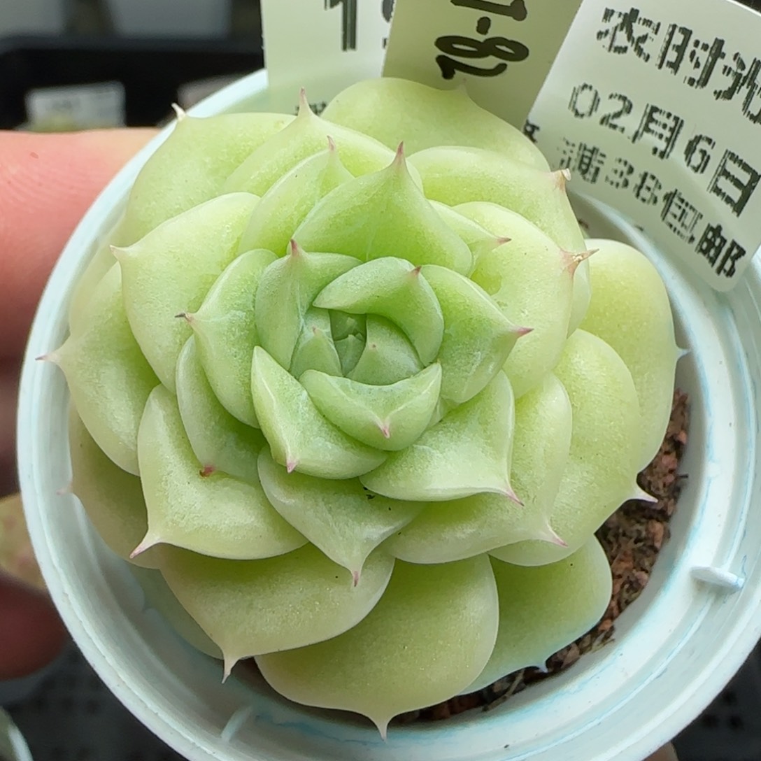 0206-198（PPT-82）