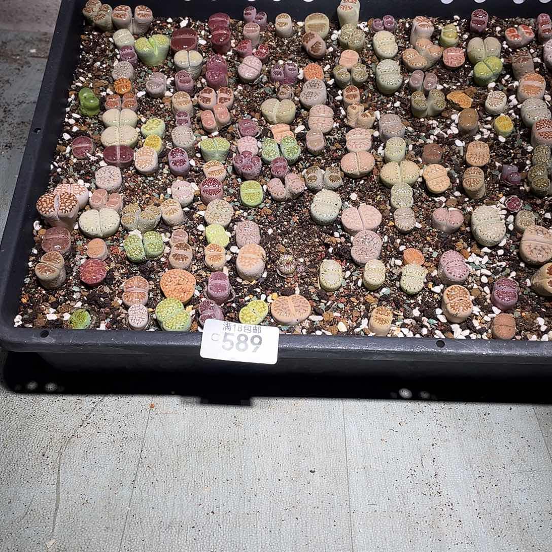 熊***M当天凑满十八元包邮589