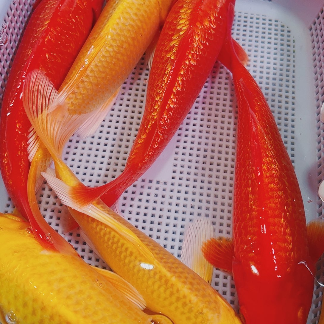 锦鲤锦鲤冷水鱼观赏