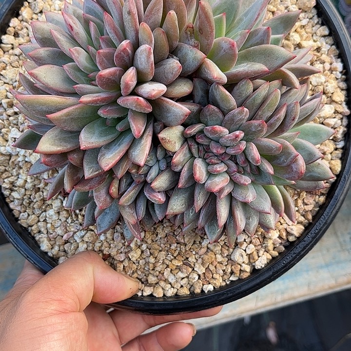 多肉植物一物一拍
