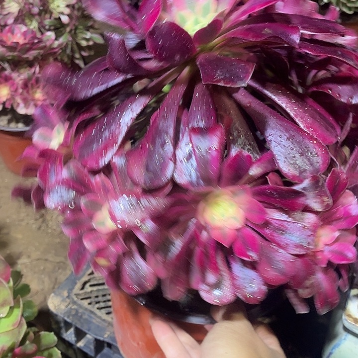 美杜莎一颗脱土18.8