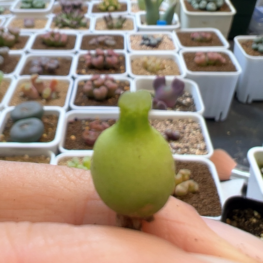 大肚子小葫芦 肉锥植物