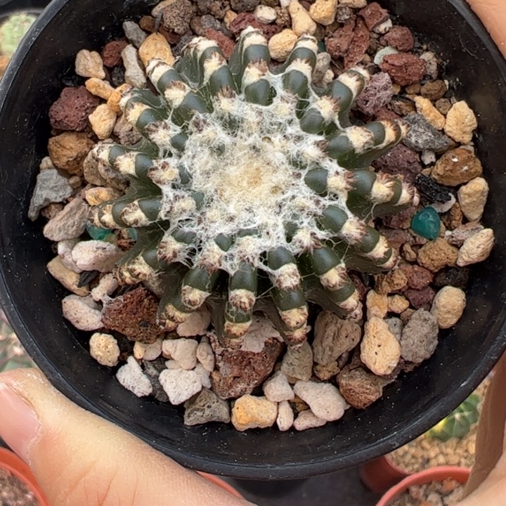 实生奇特球仙人球仙人球