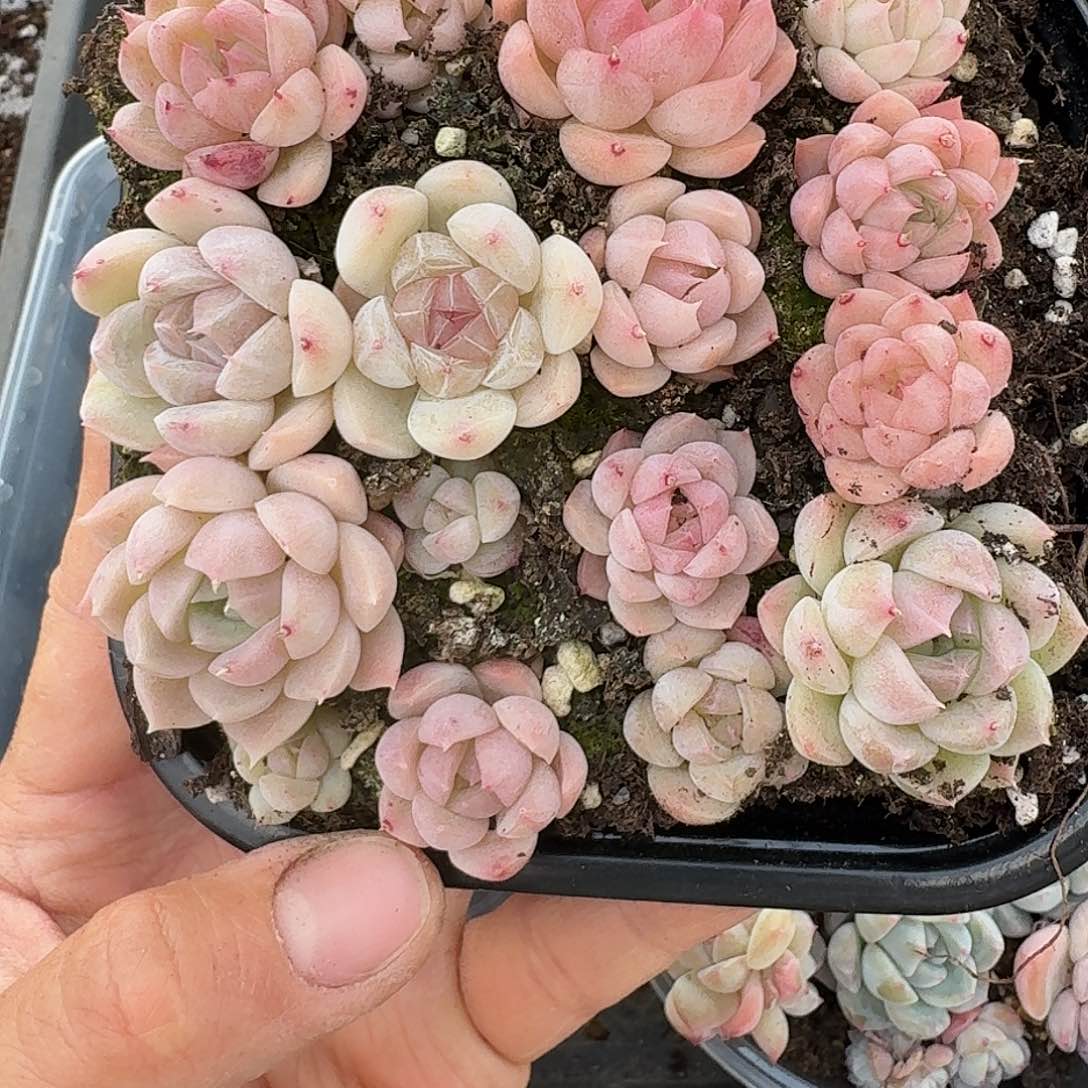 杂交新品珍妮多肉1476