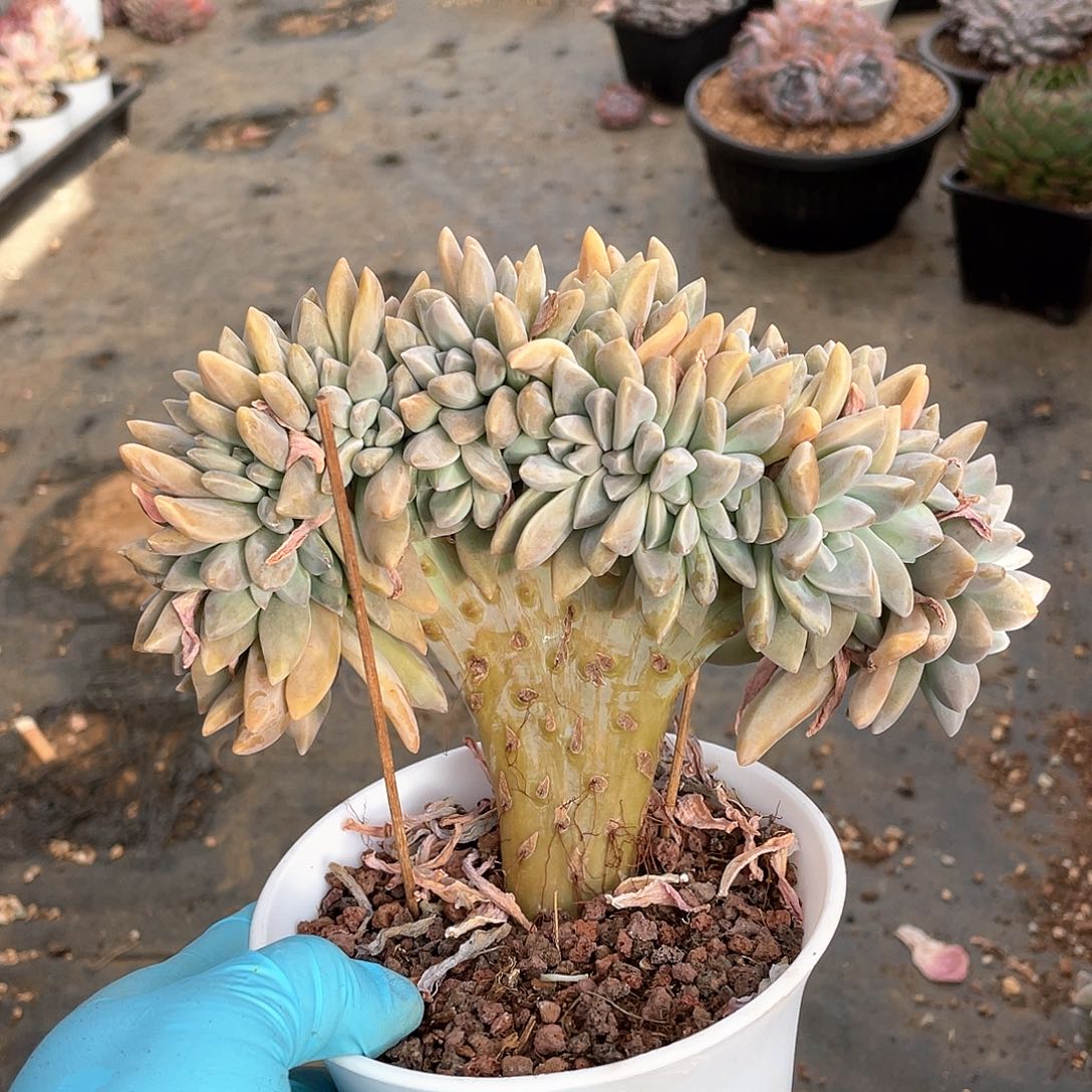 多肉植物多肉植物