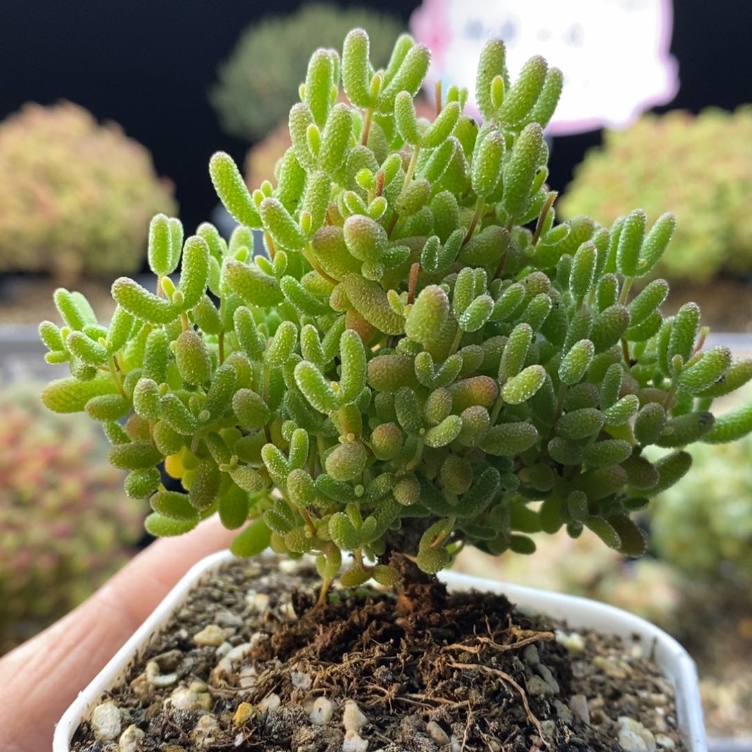 207蜜橘糖球。          