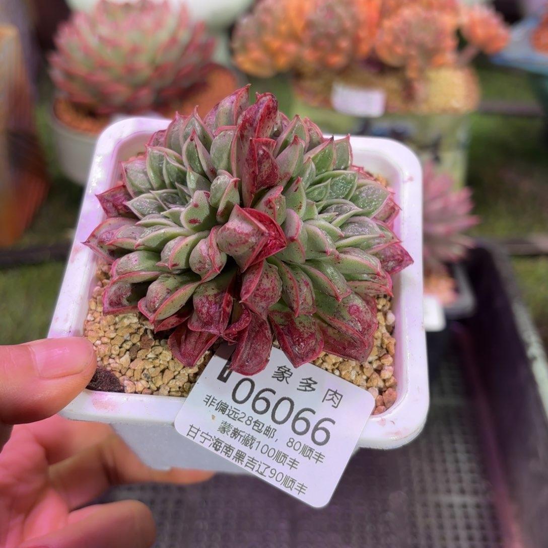 多肉植物06066fhh