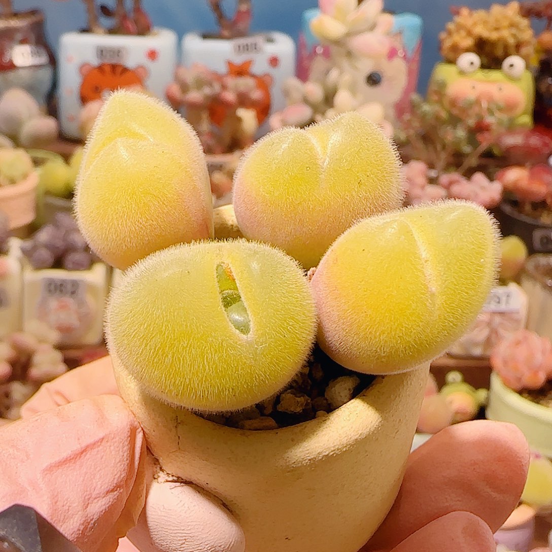 T蟹钳肥肥毛翠盆口3.5cm