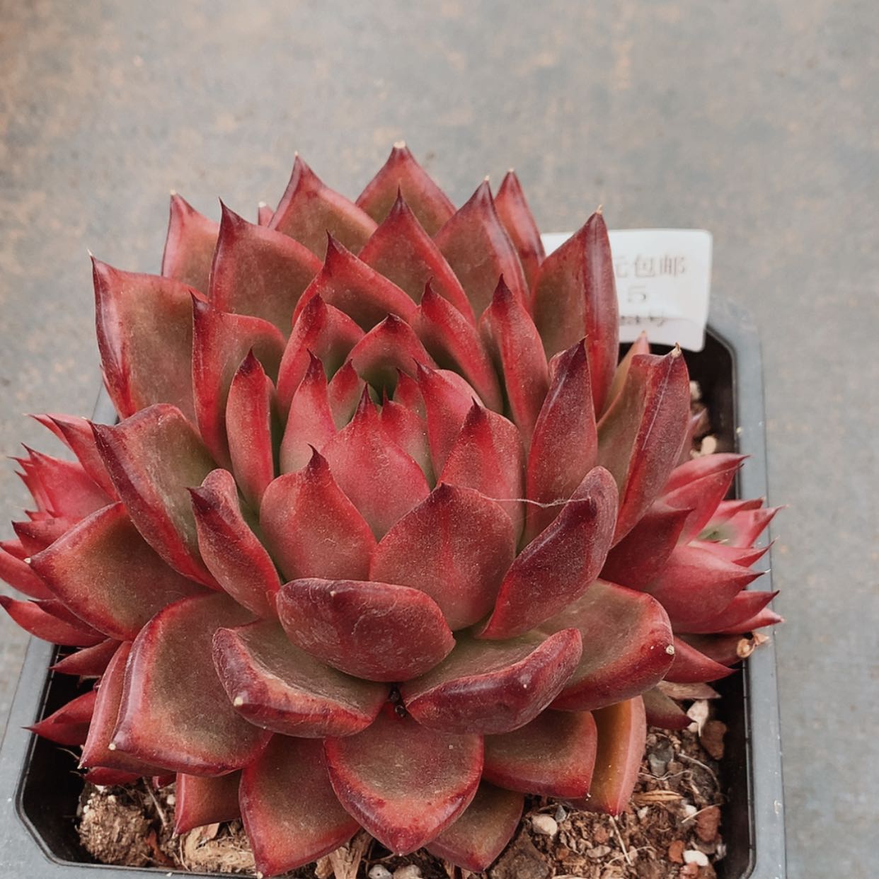 【闪购商品】云515号摩根14厘米