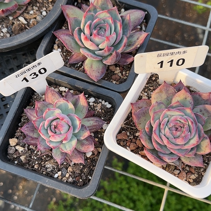 旺***猪130，135、110 惊鸿仙子多肉植物7-9cm