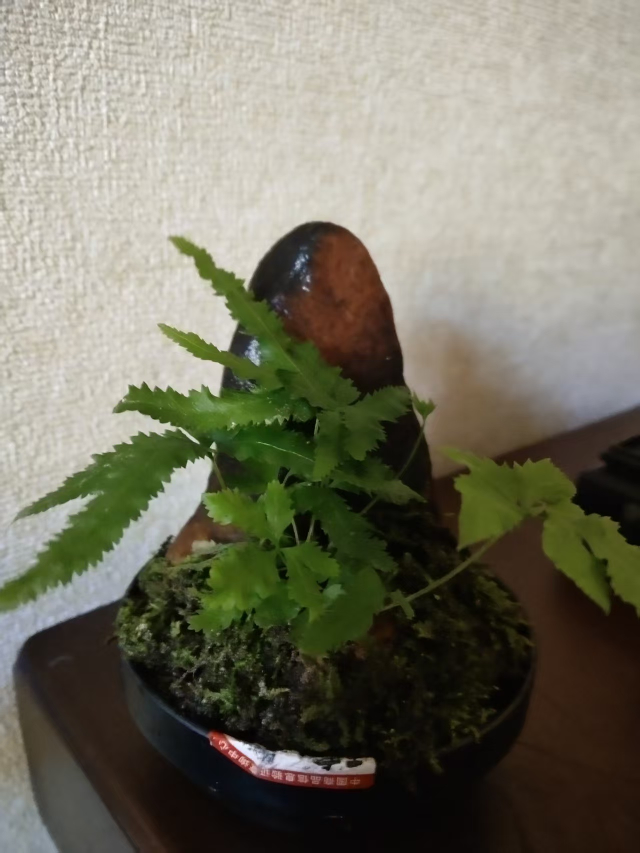 龙泉天然石菖蒲原生态绿植水培长年绿叶有水就能活现挖现卖好养活