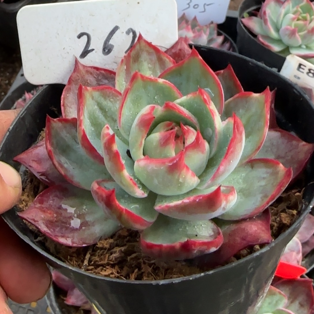 惊鸿一物一拍包装收缩花旱262