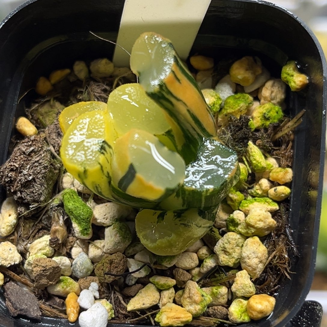 60欧大宝万象锦福利专场