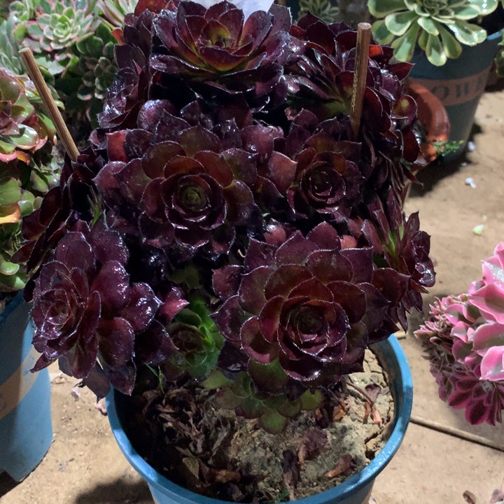 180黑美人多肉植物特价