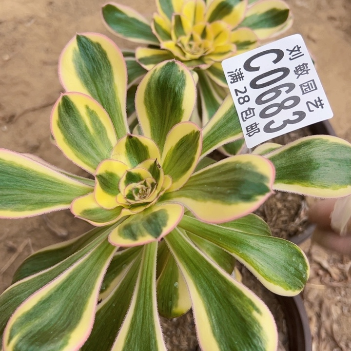 诚**宝组合多肉植物法师0683