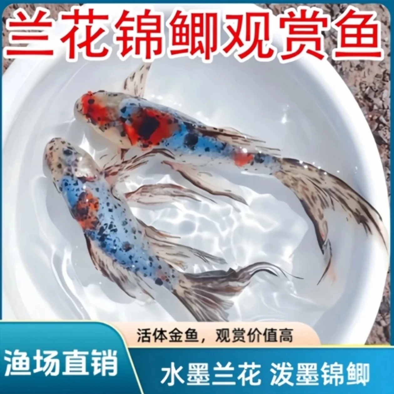 水墨玉兰花金鱼7-9公分 保底21条 4号泡沫箱  包邮包损  随机混搭