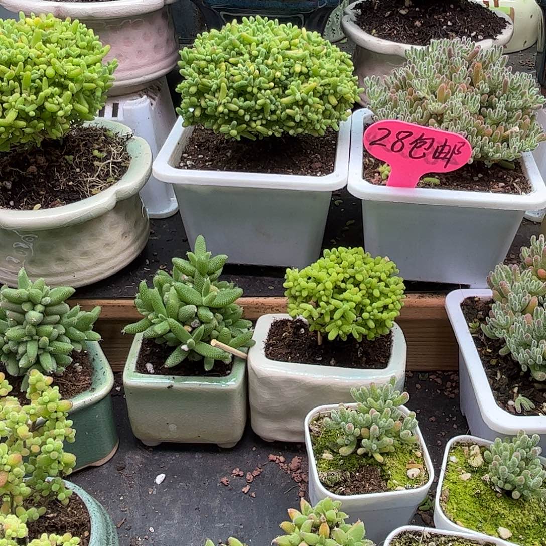 两颗实生冰钻优选