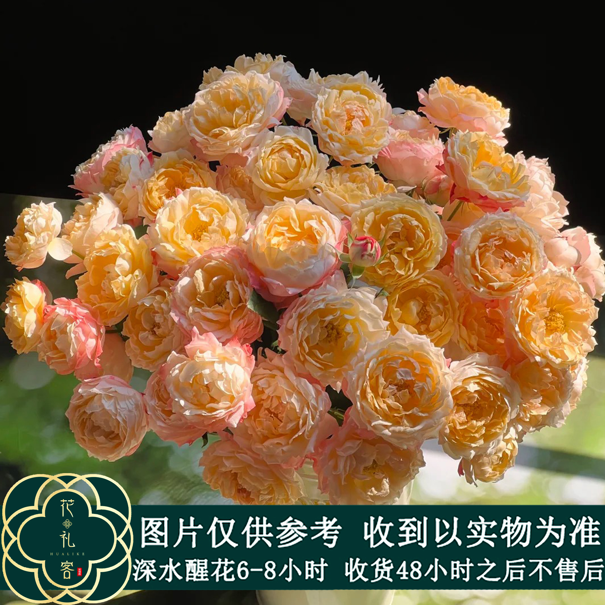 云花巷#【苏琪公主】高品质鲜切花云南基地直采顺丰直发