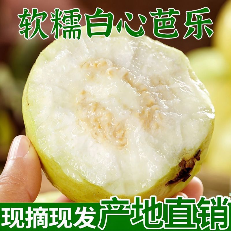 广西特产白心奶油芭乐软糯香甜现摘新鲜应季孕妇新鲜水果整箱批发