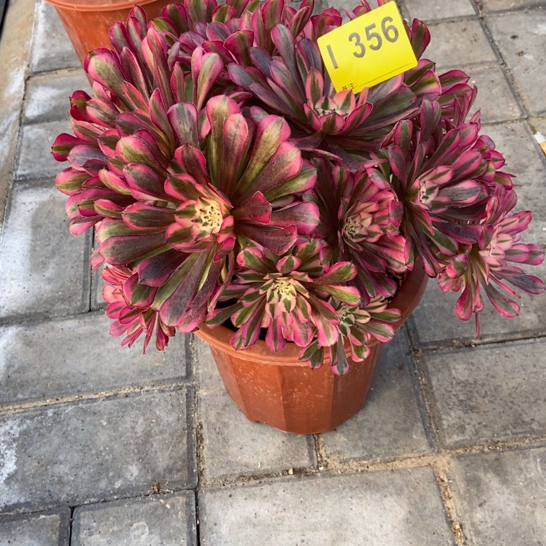 红铜白356。 冠服30 左右特价