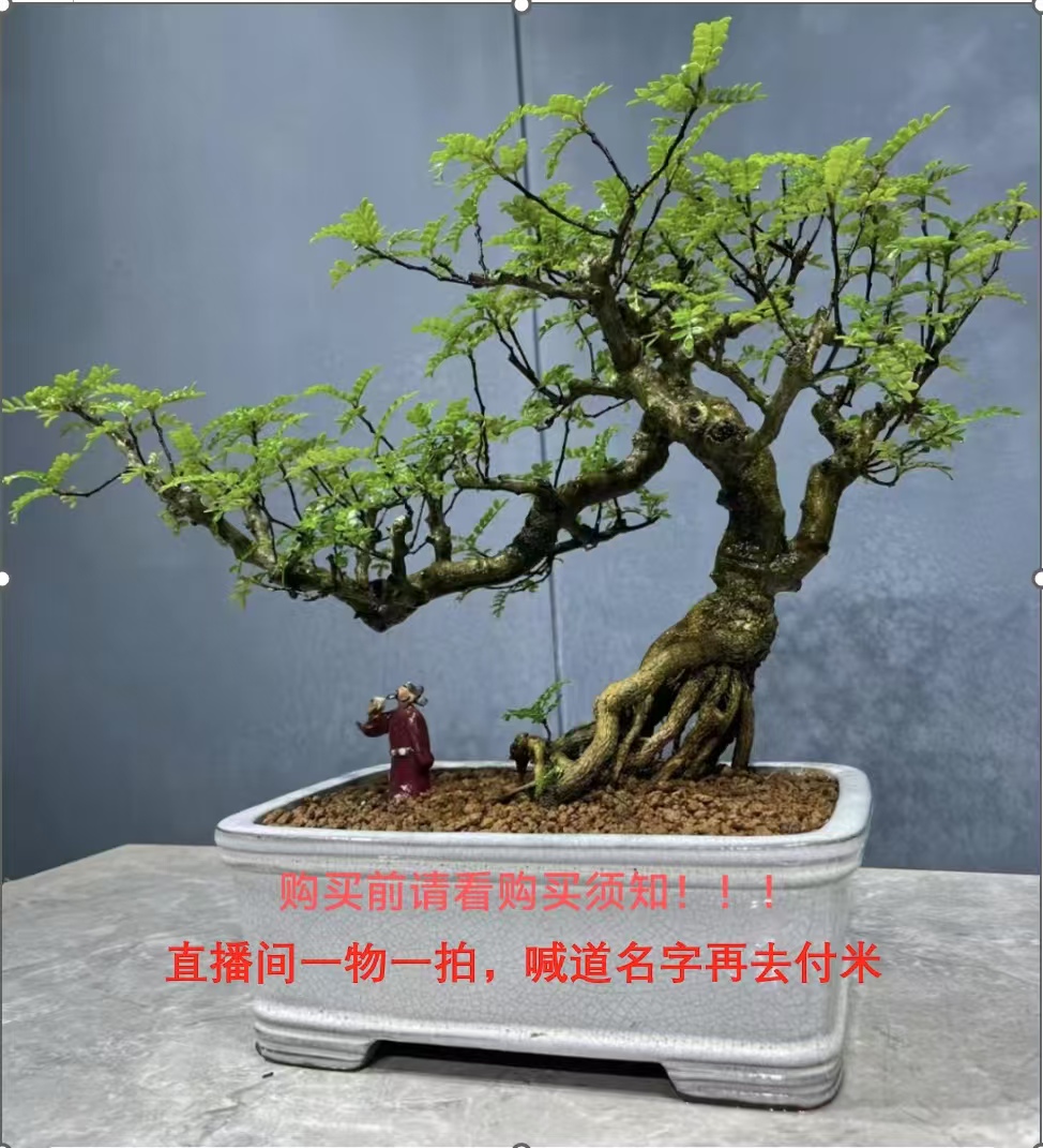 绿植盆景盆栽，诚信经营直播间一物一拍盆景直播间