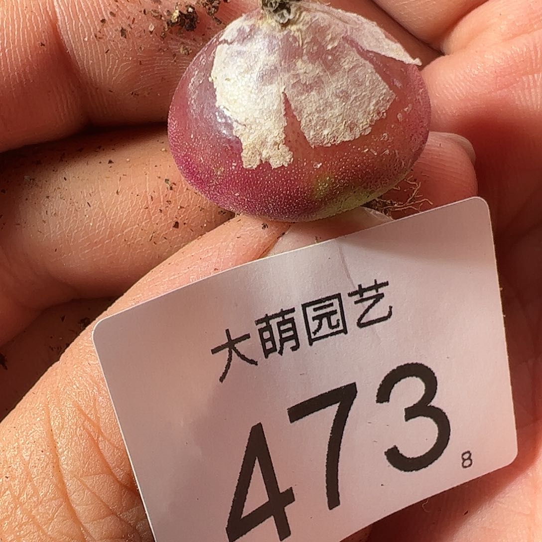 0000473 一物一拍……