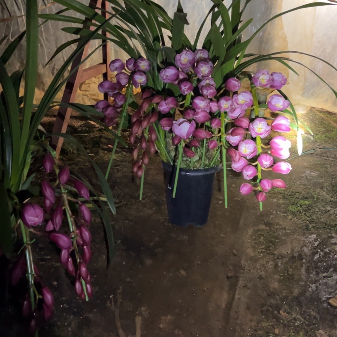 完全开放朝阳大花蕙兰