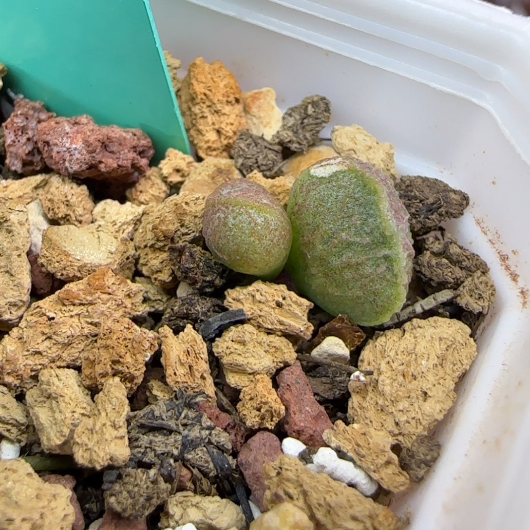 简***单编号111叶插脱土发