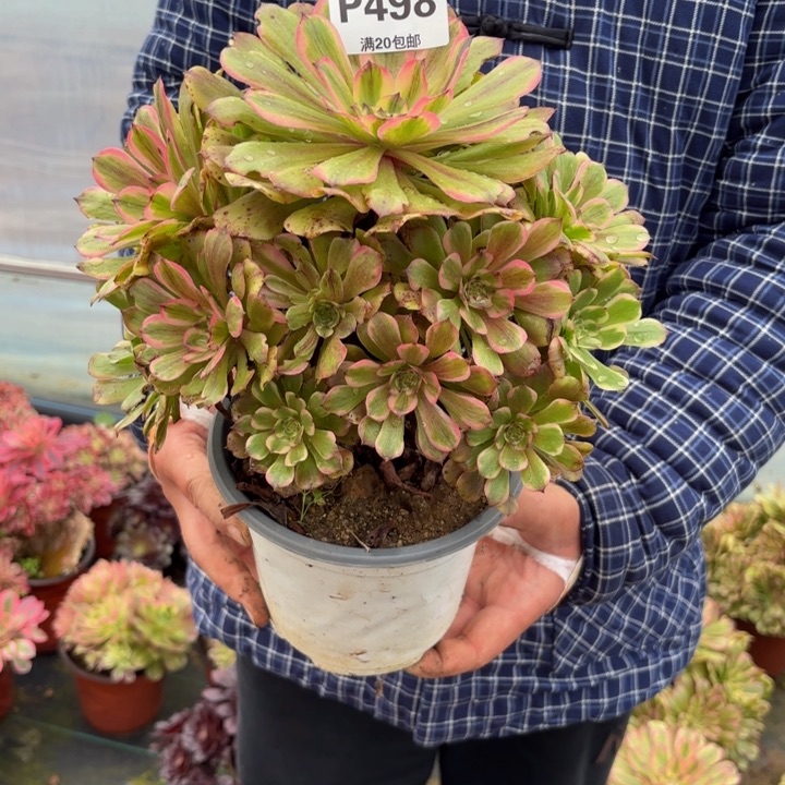 瑞妈，，，。。。。498沙皇