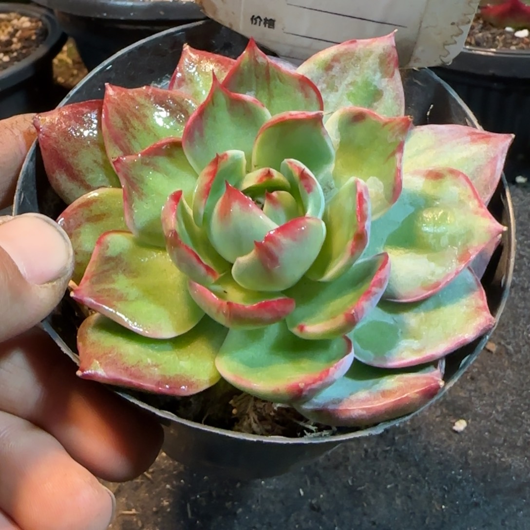 外翻拉丝惊鸿一物一拍包装收缩花旱622