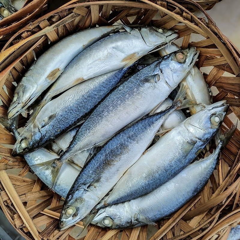 熟巴浪鱼3斤起拍，茂名博贺本港