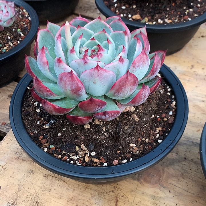 每周特价活动开始啦