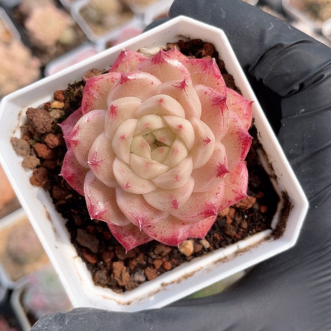 优选麦秆精品315